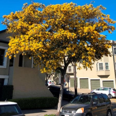 بذور شجرة أكاسيا بيليانا ( Acacia baileyana )