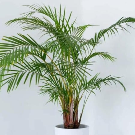 بذور نخيل اريكا الصفراء ( Dypsis lutescens )