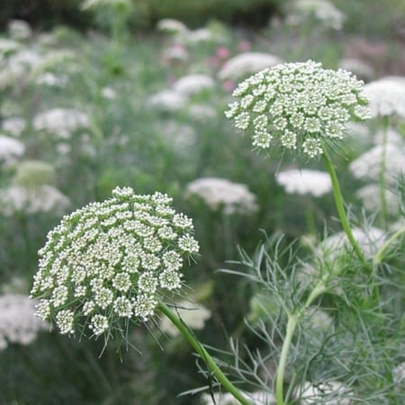 بذور عشبة الخلة البلدي ( Ammi visnaga )
