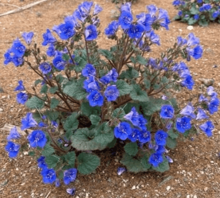 بذور زهور أجراس الصحراء - بلوبل ( Phacelia campanularia )