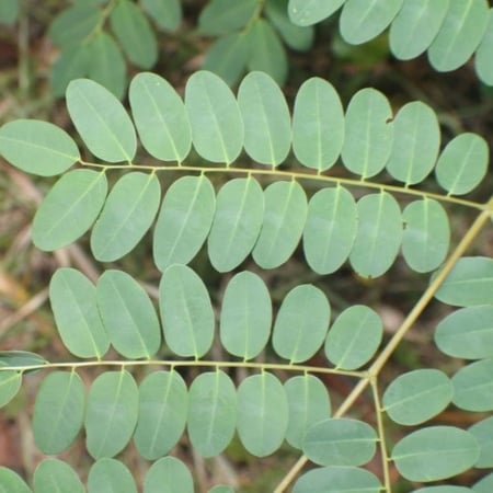بذور شجرة الصندل المرجاني - مرجان الغابة ( Adenanthera pavonina )