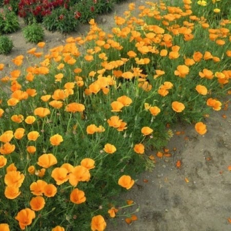 بذور زهرة ديدحان كاليفورنيا البرتقالي ( Eschscholzia californica )