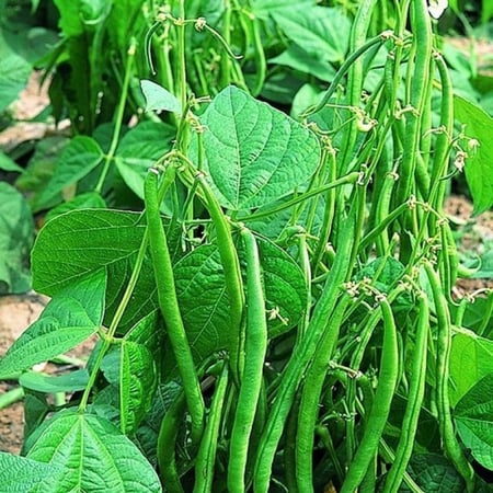 بذور الفاصوليا الخضراء ( Phaseolus vulgaris )