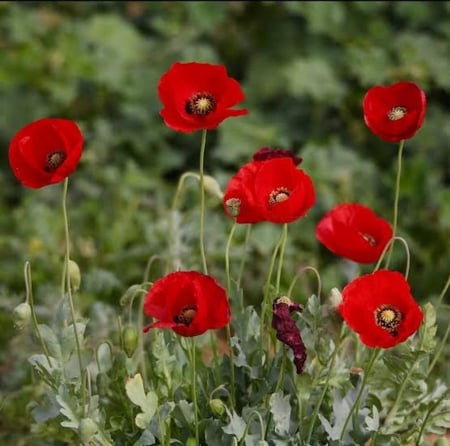 بذور زهور الديدحان الأحمر - شقائق النعمان ( Papaver glaucum )