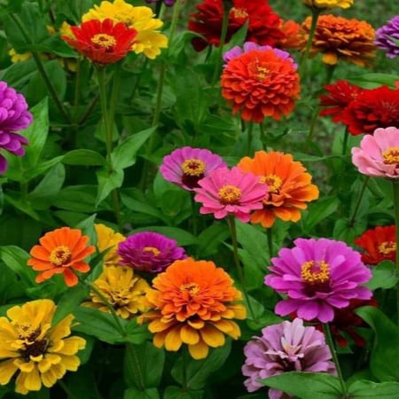بذور زهرة الزينيا القزمية ( Zinnia elegans Dwarf )