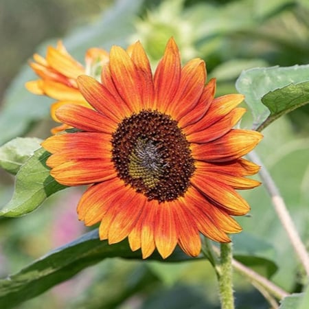 بذور دوار الشمس الاحمر ( velvet queen sunflower )