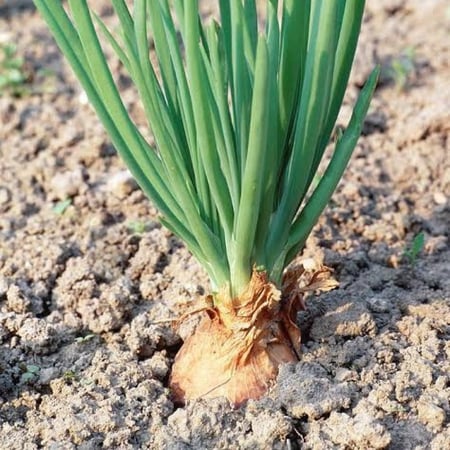 بذور البصل الأبيض ( Allium cepa )