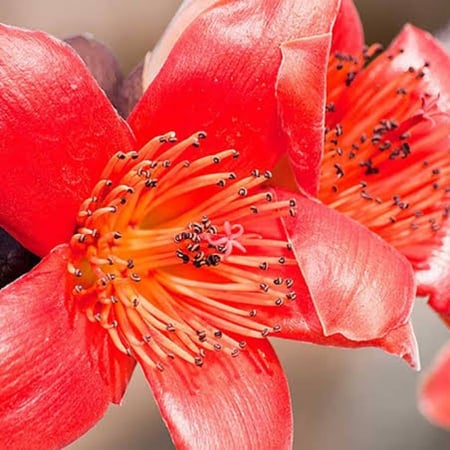 بذور شجرة البومباكس ( Bombax ceiba )