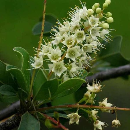 بذور شجرة القاع ( Terminalia prunioides )