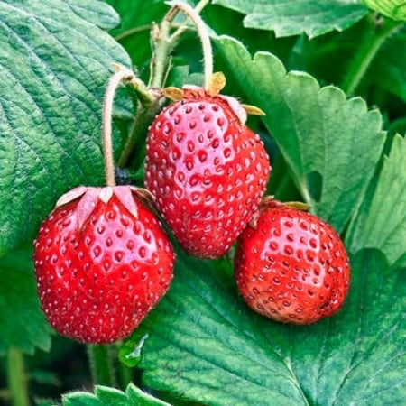 بذور الفراولة ( Fragaria x ananassa )