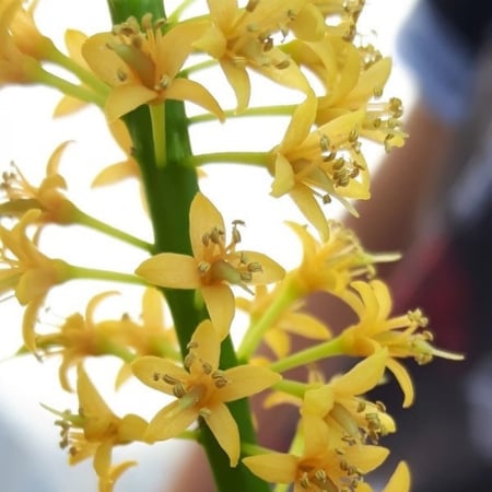 بذور شجرة الصندل المرجاني - مرجان الغابة ( Adenanthera pavonina )