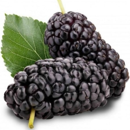 بذور شجرة التوت الشامي الأسود ‫( Morus Nigra )