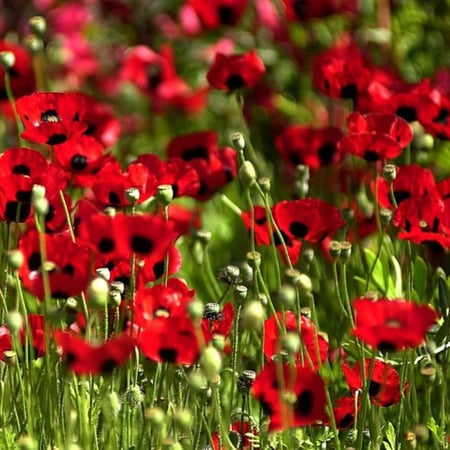 بذور زهور الديدحان الأحمر - شقائق النعمان ( Papaver glaucum )