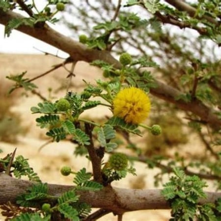 بذور شجرة السلم ( Acacia ehrenbergiana )