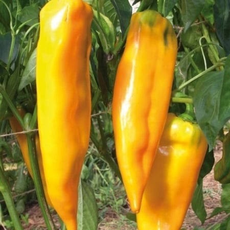 بذور فلفل أصفر حلو ( Capsicum annuum )