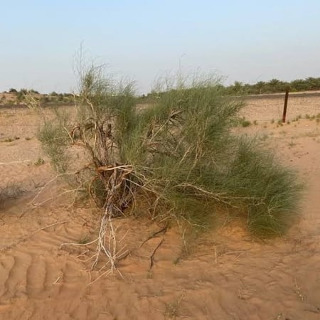 بذور شجيرة ارطى النفود - العبل ( calligonum comosum )