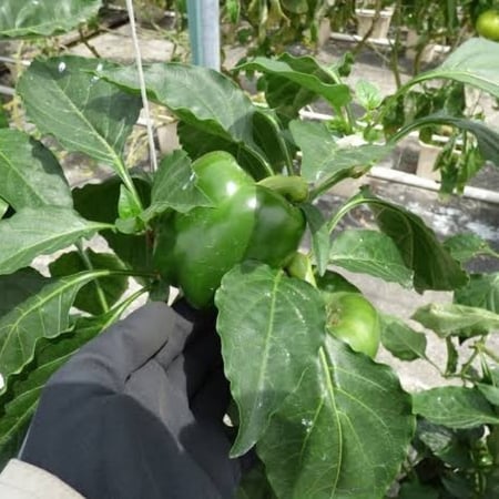 بذور فلفل رومي أخضر ( Capsicum annuum )