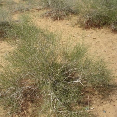 بذور شجيرة ارطى النفود - العبل ( calligonum comosum )