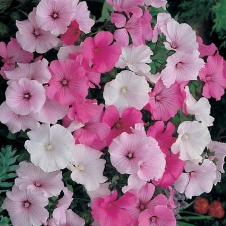 بذور زهرة لافاتيرا ( Lavatera trimestris )