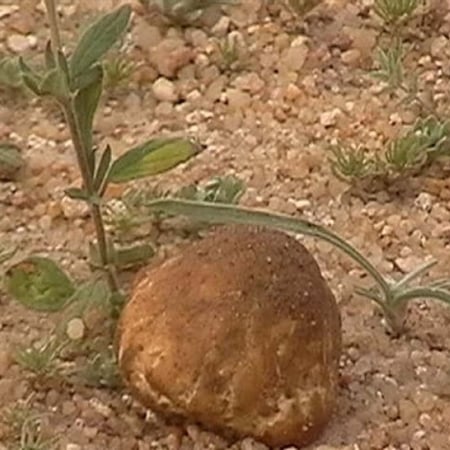 بذور نبات الأرقة - الجريد  ( Helianthemum )