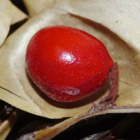 بذور شجرة الصندل المرجاني - مرجان الغابة ( Adenanthera pavonina )