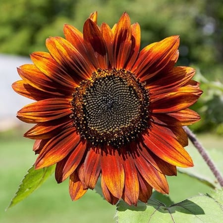 بذور دوار الشمس الاحمر ( velvet queen sunflower )