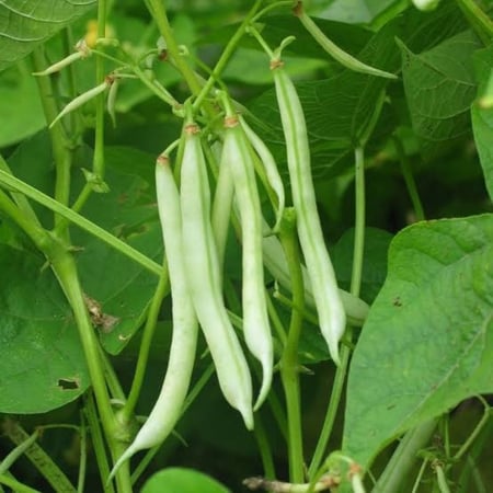 بذور الفاصوليا الخضراء ( Phaseolus vulgaris )