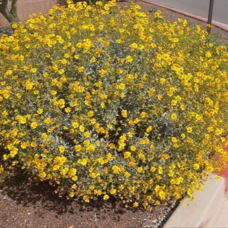 بذور شجيرة انسيليا العطرية ( Encelia farinosa )