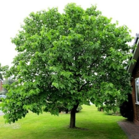 بذور شجرة التوت الشامي الأسود ‫( Morus Nigra )