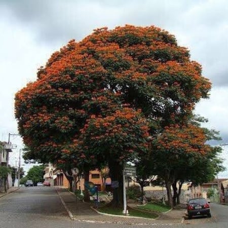 بذور الخزامى الافريقية ( Spathodea campanulata )