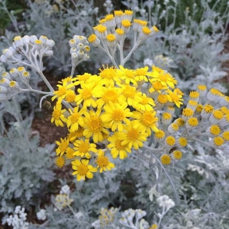 بذور زهرة الشيخة الفضية ( Jacobaea maritima )