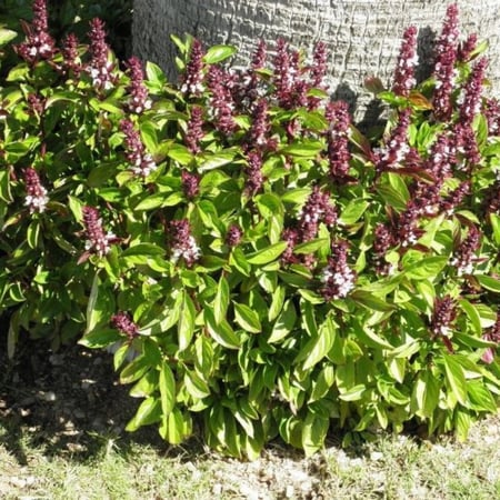 بذور الريحان ( Ocimum basilicum )