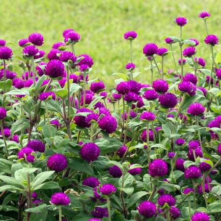 بذور زهرة جمفرينا ( Gomphrena globosa )