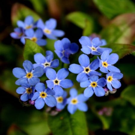 بذور زهرة اذن الفار ( Myosotis alpestris )