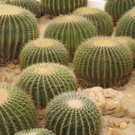 بذور صبار عمة القاضي ( Echinocactus grusonii )