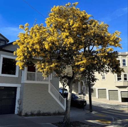 بذور شجرة أكاسيا بيليانا ( Acacia baileyana )