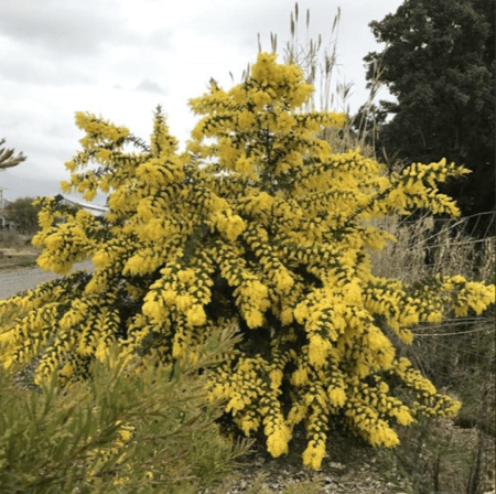 بذور شجرة أكاسيا بيليانا ( Acacia baileyana )