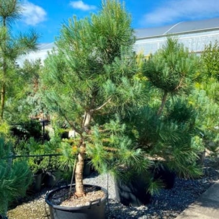 بذور شجرة الصنوبر الثمري ( Pinus pinea )
