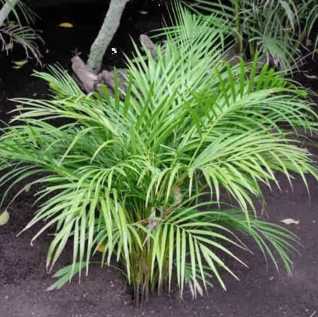 بذور نخيل اريكا الصفراء ( Dypsis lutescens )