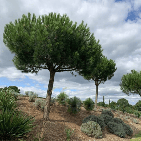 بذور شجرة الصنوبر الثمري ( Pinus pinea )