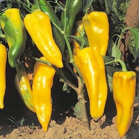 بذور فلفل أصفر حلو ( Capsicum annuum )
