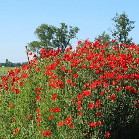 بذور زهور الديدحان الأحمر - شقائق النعمان ( Papaver glaucum )
