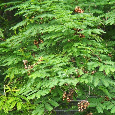 بذور شجرة الصندل المرجاني - مرجان الغابة ( Adenanthera pavonina )