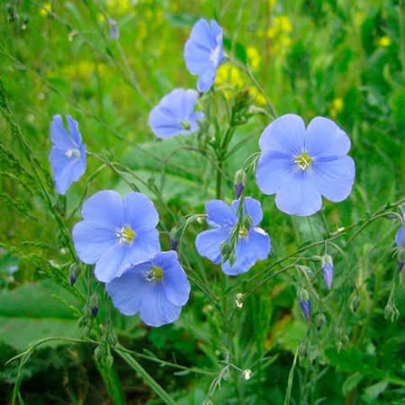 بذور الكتان ( LINUM USITATISSIMUM )