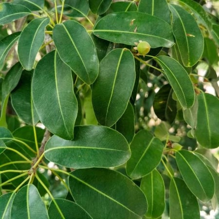 بذور شجرة اللبخ العملاق النادرة ( Mimusops laurifolia )