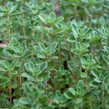 بذور الزعتر البلدي ( Thymus vulgaris )