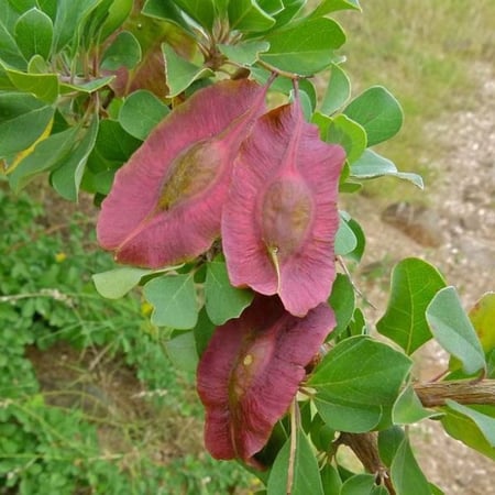بذور شجرة القاع ( Terminalia prunioides )