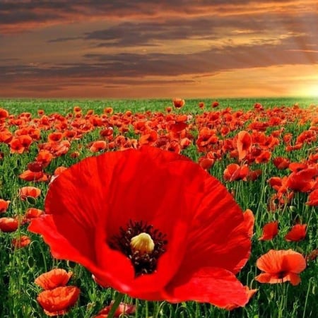 بذور زهور الديدحان الأحمر - شقائق النعمان ( Papaver glaucum )