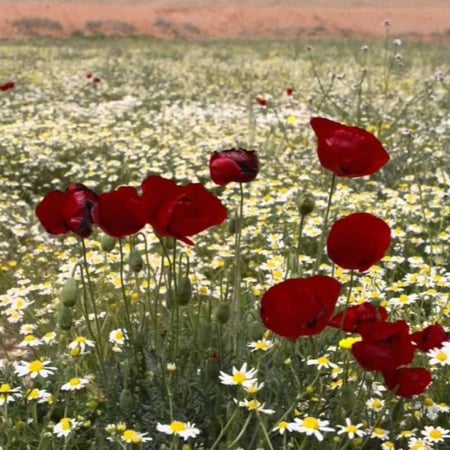 بذور زهور الديدحان الأحمر - شقائق النعمان ( Papaver glaucum )
