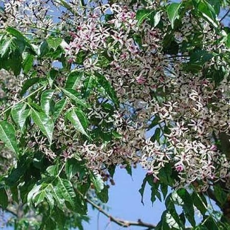 بذور شجرة الزنزلخت ( Melia azedarach )